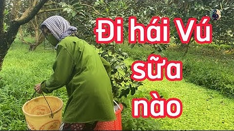 Hái - Ăn Vú sữa tại vườn #vusua