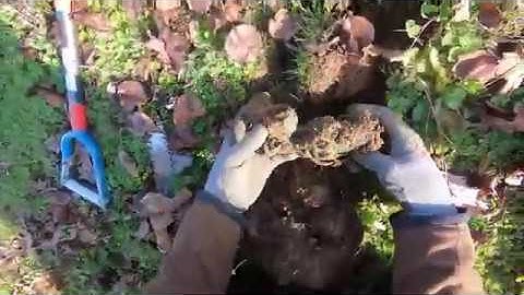 Nokta Simplex or Anfibio? The Simplex has WRECKED me.