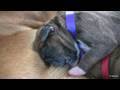 Amazing Puppy Birth (Part 4)