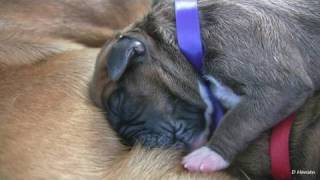 Amazing Puppy Birth (Part 4)