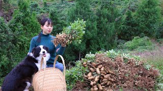 I planted a handful of peanuts in spring, now I get bunches of them春天我種下一把花生米，現在收穫了一串串的花生丨Lizhangliu