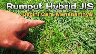 Rumput Hybrid Lapangan Jakarta International Stadium