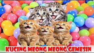 anak kucing meong meong (kucing putih main tali ) suara kucing part 10 by si meong meong kucing lucu 4,513 views 1 month ago 4 minutes, 16 seconds
