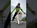 ボーダーコリーを飼う人へ、てやんでぇい #わんだブログ #vlog #猫 #シェリレオ #犬 #dog #cat