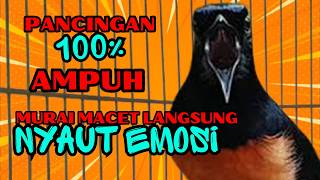 pancingan murai batu GACOR ampuh JADIKAN murai MACET nyaut EMOSI❗❗