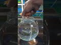 Goldfish Bowl ||🐠gold fish bowl set-up || Gold fish aquarium best fish decoration #fishing #fish