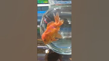 Goldfish Bowl ||🐠gold fish bowl set-up || Gold fish aquarium best fish decoration #fishing #fish