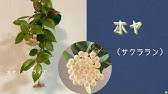 観葉植物 ホヤ サクララン の植え替え Youtube 観葉植物 ホヤ サクララン の植え替え Youtube