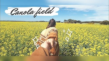 Adelaide Travel Vlog - Canola field in Callington