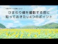 ひまわり畑を魅力的に撮影するための4つのポイント【撮影方法】
