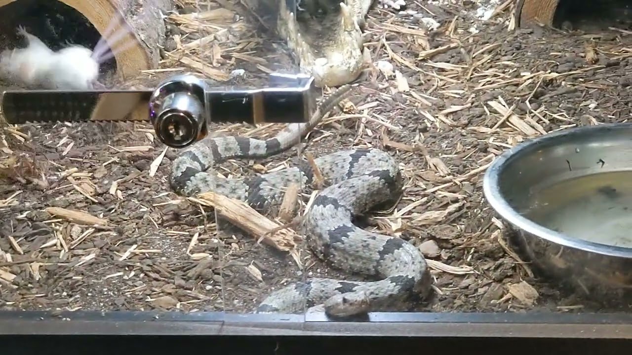 Banded Rock Rattlesnake mountains local) Live feeding mouse goes nuts! YouTube