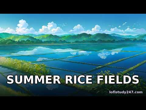 Bookshop afternoon Summer rice fields 🌙 #shorts