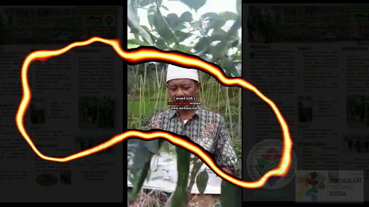 Budidaya cabe kriting 