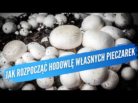 Wideo: Skąd wziąć pieniądze na ślub: porady i pomysły, opcje pożyczki