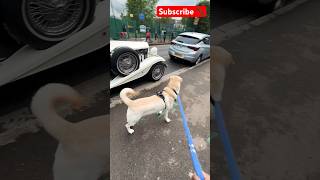 Buddy the labrador wants to play football #shorts #dog #doglover #viral