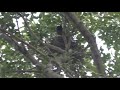 Гнездо Большеклювой вороны (Corvus macrorhynchos)  Large billed Crow