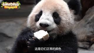 百科動物園 - 大熊貓的肚皮顏色不一樣
