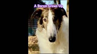 A Borzoi Grows Up