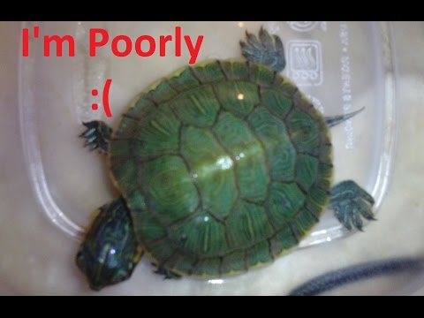 Video: Why Did The Red-eared Turtle Have A Soft Shell?