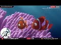 كرتون نيمو النسخة المصرية 