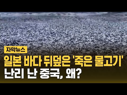 일본 바다 뒤덮은 &amp;#39;죽은 물고기&amp;#39;…&amp;quot;먹지 마세요&amp;quot; (자막뉴스) / SBS