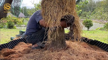 Cứu cây Mai Vàng cổ thụ khủng bị suy nặng ở Bình Phước|Vùng Đất Rồng