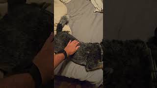 Dog Seizure