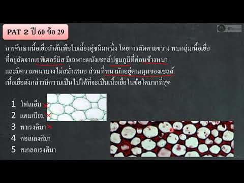 ชีววิทยา เฉลย PAT2 ปี 60 ข้อ 29 : เนื้อเยื่อถาวรของพืช