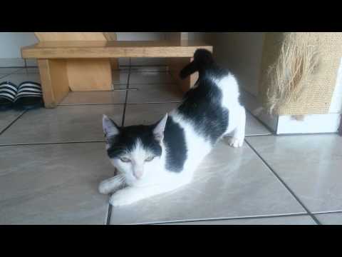Rollige Katze Erkennen Auf Diese Anzeichen Sollten Sie Achten