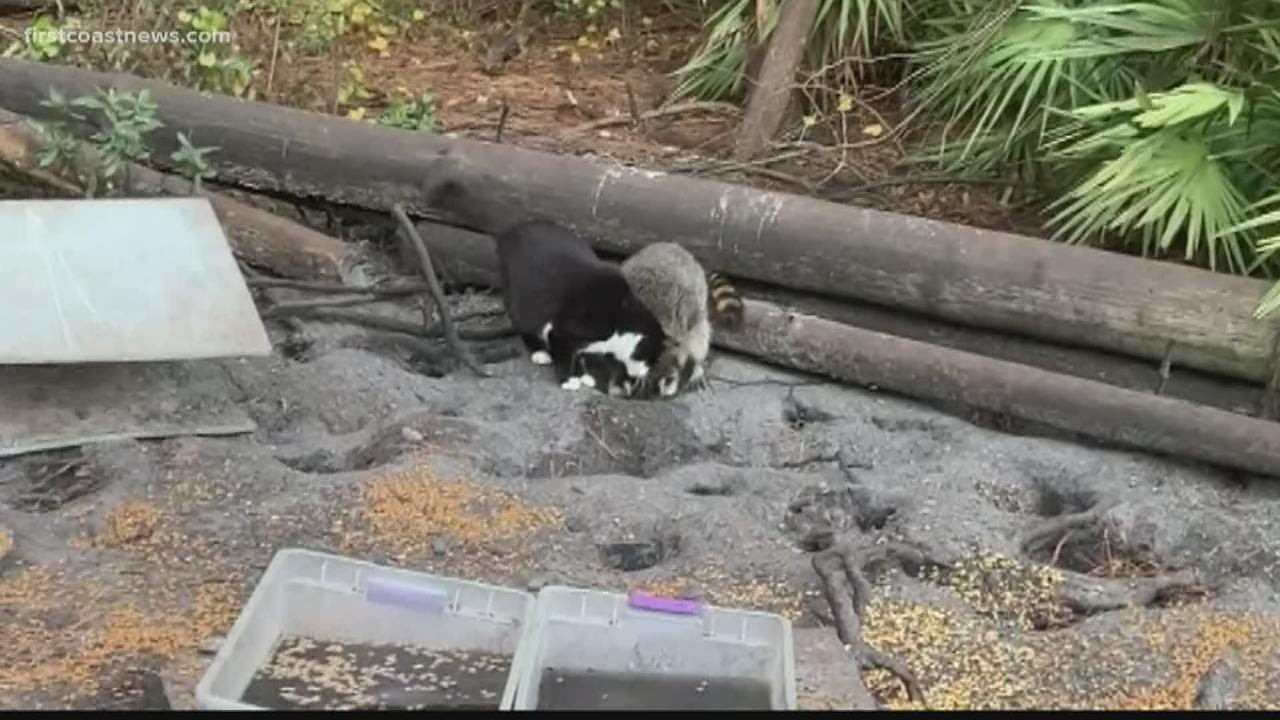 Watch This cat and raccoon are best friends and it's adorable 😍 YouTube