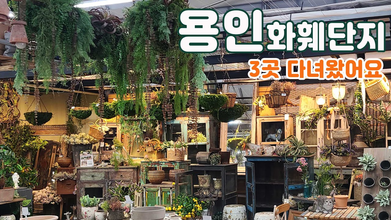 남사 화훼단지 예삐플라워ㅣ에르베플라워ㅣ 로즈데코 하루만에 모두 보고오기ㅣ도장깨기 코스 알려드려요