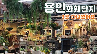 남사 화훼단지 예삐플라워ㅣ에르베플라워ㅣ 로즈데코 하루만에 모두 보고오기ㅣ도장깨기 코스 알려드려요