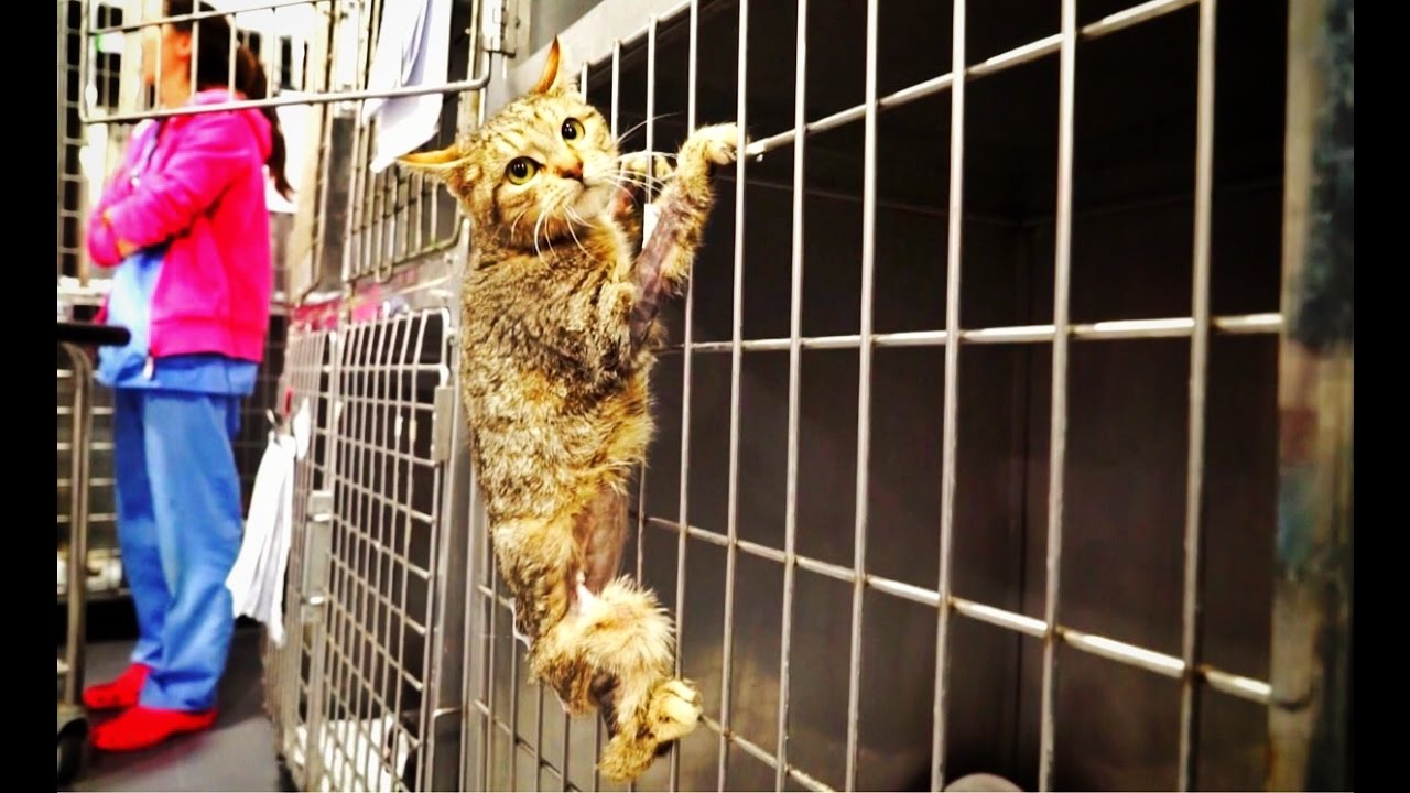 Heroic Cat Did Something INCREDIBLE to Save The Life of His 3-Year-Old Owner Heroic Cat Did Something INCREDIBLE to Save The Life of His 3-Year-Old Owner new foto Heroic Cat Did Something INCREDIBLE to Save The Life of His 3-Year-Old Owner Heroic Cat Did Something INCREDIBLE to Save The Life of His 3-Year-Old Owner new pictures