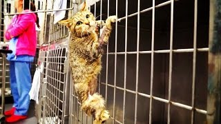 Amazing cat hero loses a leg then something EPIC happens