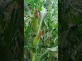 Jagung Manis ku Sayang Jagung Manis ku malang