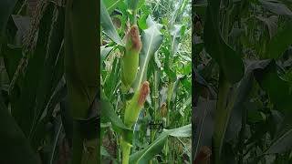 Jagung Manis ku Sayang Jagung Manis ku malang