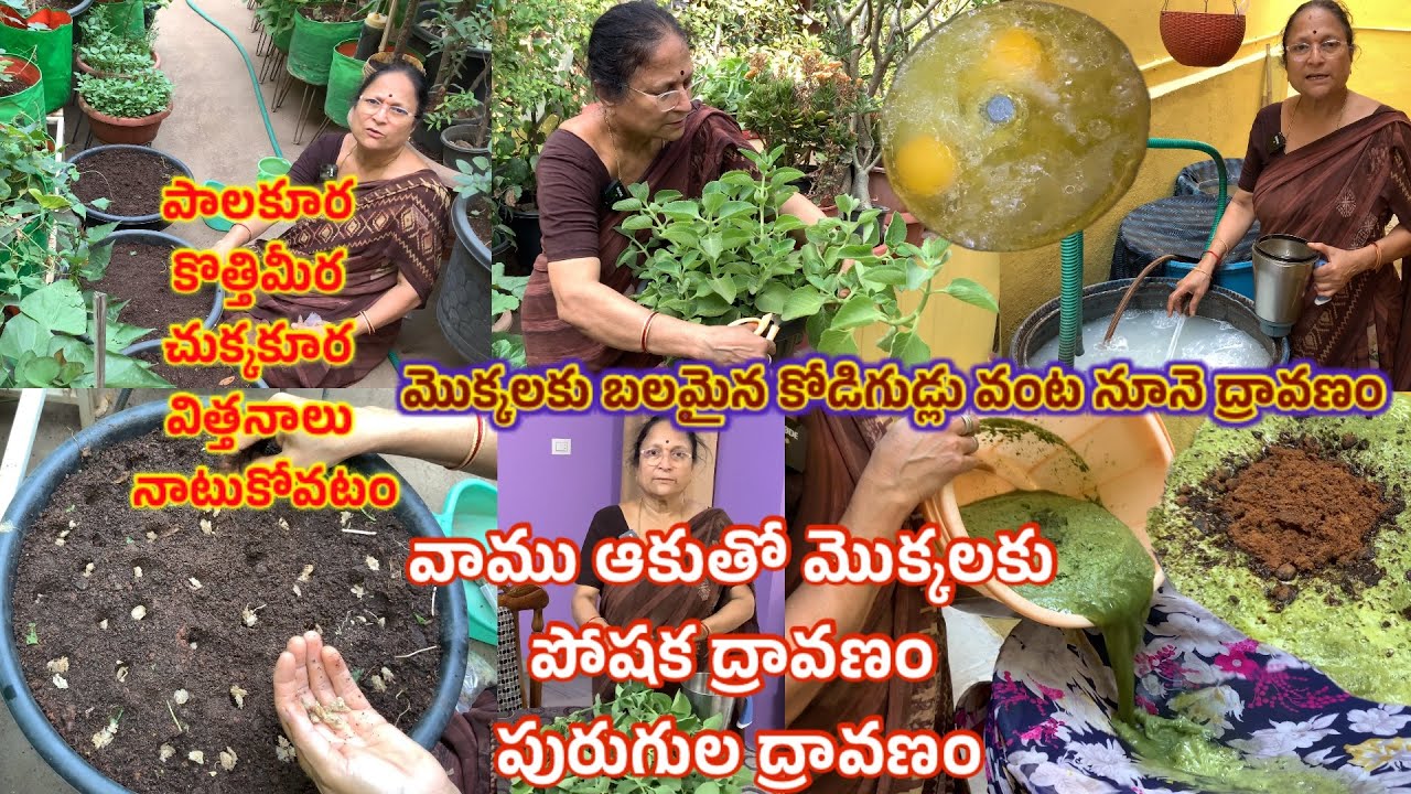 వాము ఆకుతో మొక్కలకు కావలసిన పోషక ద్రావణం పురుగుల ద్రావణం  || మొక్కలకు కోడిగుడ్డు వంటనూనె ద్రావణం