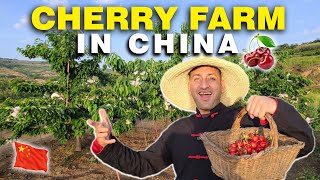 CHERRY FARM in CHINA l Cherry farming l Picking Cherries 🍒