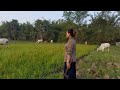 Poor cattle farm owners take to pastures, cows in Cambodia