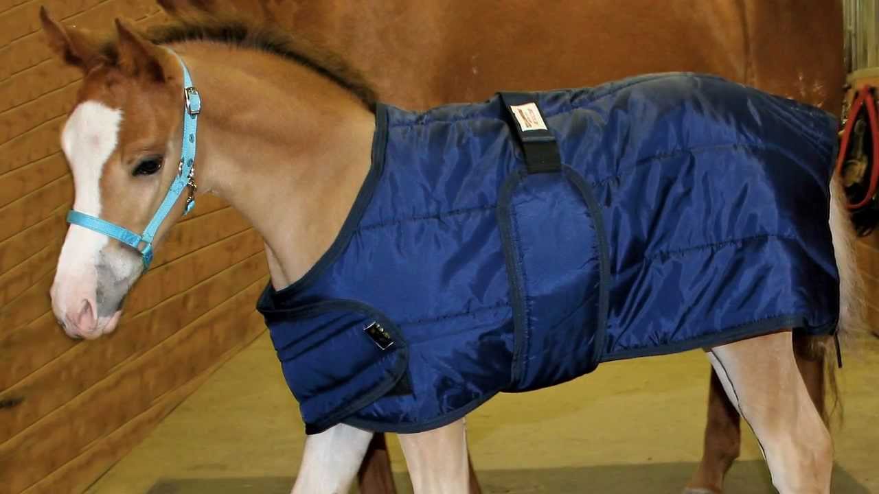 Expandable Foal Blankets from Schneiders YouTube