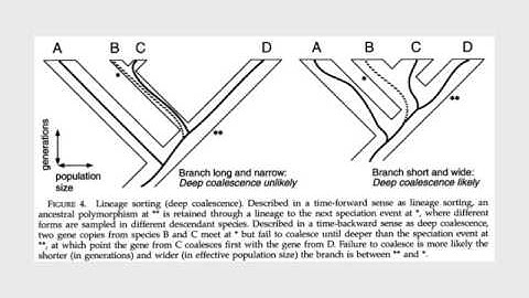 EEB Grad Core 2014: Lecture 6, part 1, Gene tree incongruence