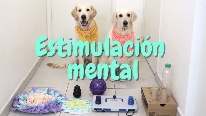 7 Juegos para entretener a tus perros en casa durante la cuarentena