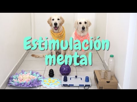 Video: 5 excelentes juguetes para perros para la estimulación mental