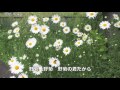 [新曲]   野菊の君だから   /北山たけし cover Yoko