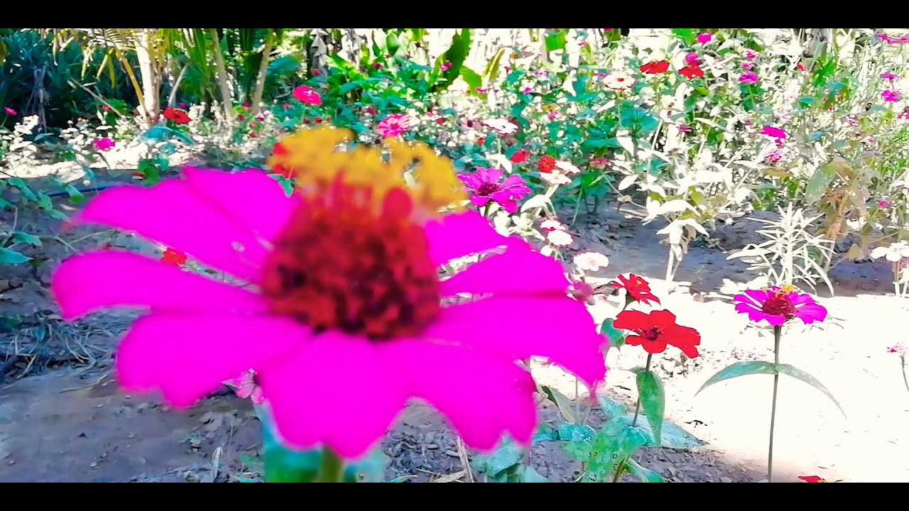 Flores * flowers 🌺 - YouTube