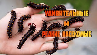 5 удивительных насекомых | Редкие насекоые