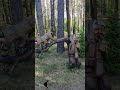 Деревянные скульптуры в лесу. Литва #shorts