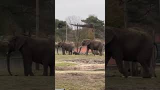 Baby elephant running to catch up #animals #elephant #babyelephant