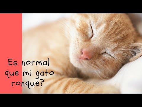 Video: El Ronquido De Un Gato: ¿es Normal?