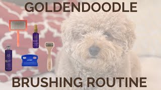 How to brush your Goldendoodle! 🐶🧼 (Prevent matting and your dog getting shaved)